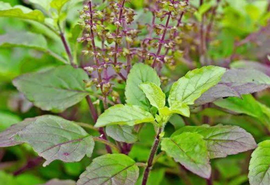 घर के बाहर लगायें ये 5 पेड़-पौधे, आयेगा गुड लक, कभी नहीं होगी पैसों की कमी