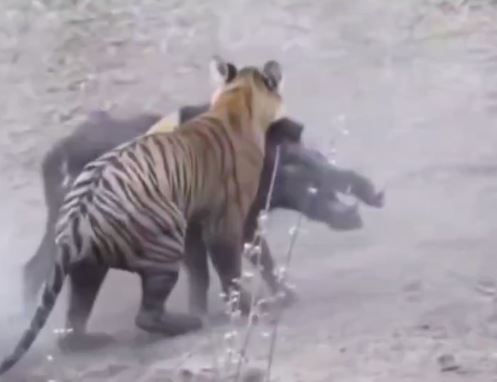 22 सेकंड में बाघ ने कर डाला काम तमाम, देख कर आप भी बोल पड़ेंगे ‘हाय राम’ देखिए VIDEO 