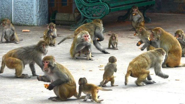 हापुड़ में बंदरों के मौत पर उठे सवाल, चौकाने वाला हुआ खुलासा, जानिए पूरी खबर