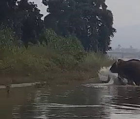 गांव में  हाथियों ने मचाया आतंक, एक युवक को कुचला