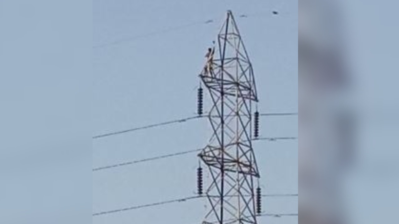 गया : एक सिरफिरे का हाई वोल्टेज ड्रामा,  पोल पर चढ़कर हाईवोल्टेज तार छूने की कोशिश, VIDEO वायरल