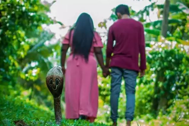 कपल्स ने  सांप के साथ कराया प्री-वेडिंग शूट, देखकर आप भी हो जाएंगे हैरान  