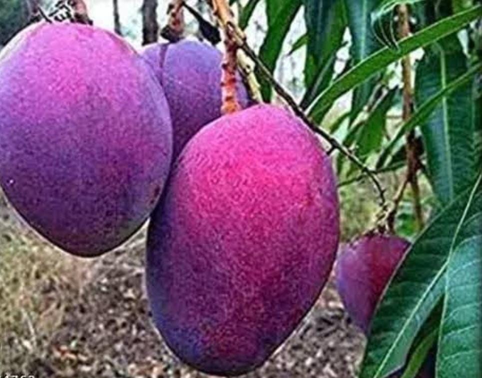 क्या आपने खाया है तीन लाख रुपए किलो वाला आम , पश्चिम बंगाल में हो रही इसकी पैदवार, जानिए और क्या-क्या है खास