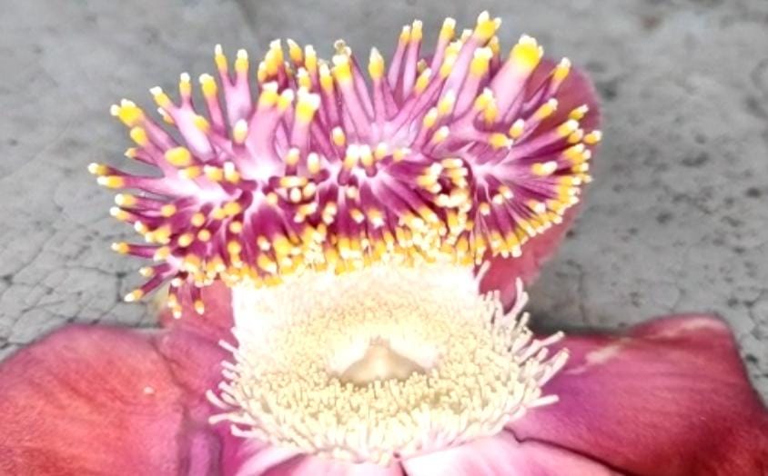 शिवलिंगी फूल में साक्षात विराजमान है महादेव, जानें दारुक वन में मिलनेवाले इस फूल की खासियत