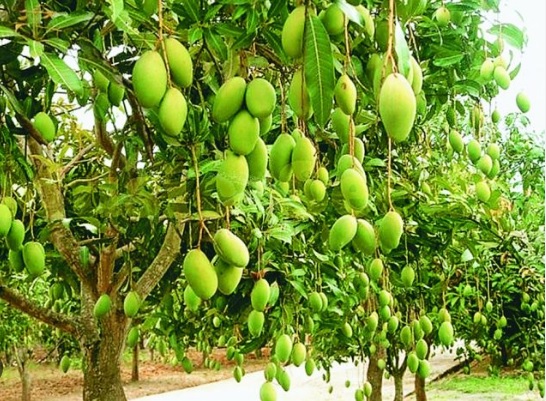 बिरसा आम बागवानी किसानों के लिए वरदान, बंजर जमीन पर इस किसान ने उगाया आम  