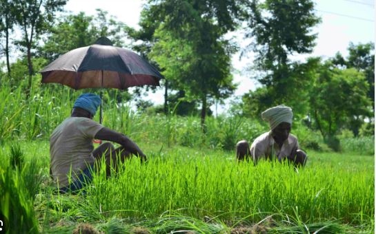 अन्नदाताओं को केन्द्र सरकार की सौगात, धान समेत कई फसलों के न्यूनतम समर्थन मूल्य में की बढ़ोत्तरी