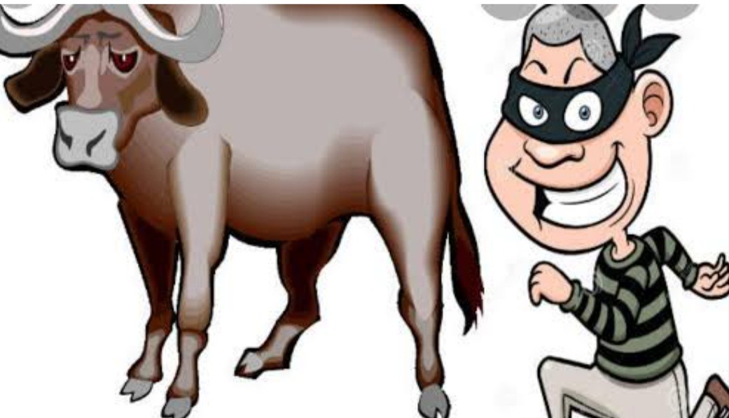 नाटकीय अंदाज में ग्रामीणों ने मवेशी चोर को पकड़ा, किया पुलिस के हवाले