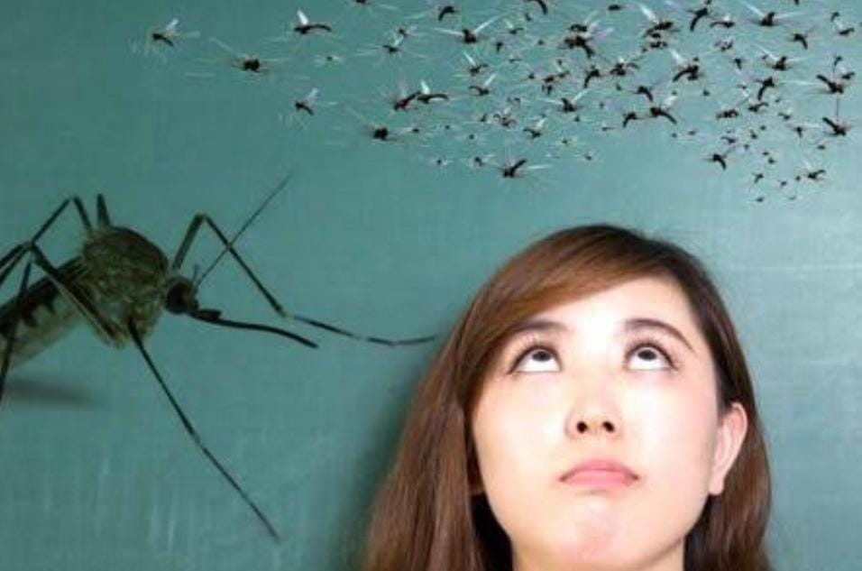 ये 4 पौधे हैं मच्छरों के जानी दुश्मन, इसको लगाएं और मच्छरों से छुटकारा पायें 