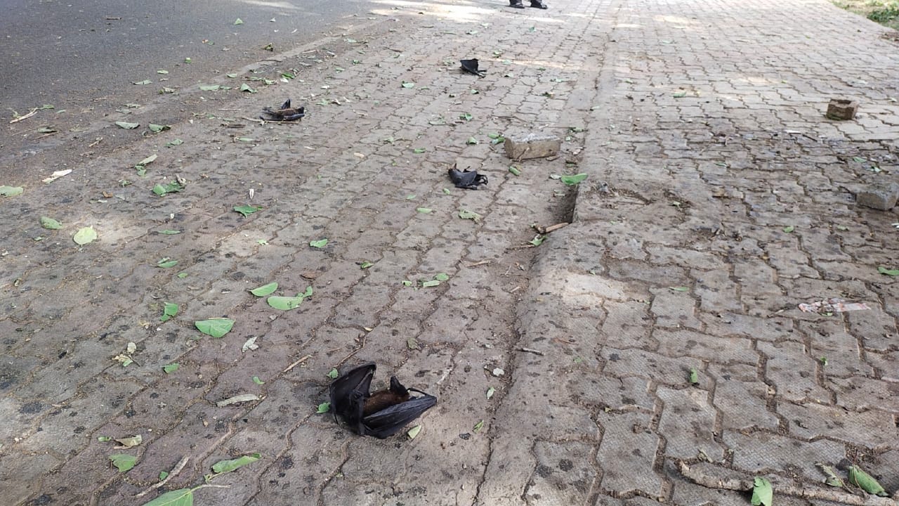 तड़प- तड़पकर मर रहे है चमगादड़, लोग हैं हैरान, जानें इसकी असल वजह   