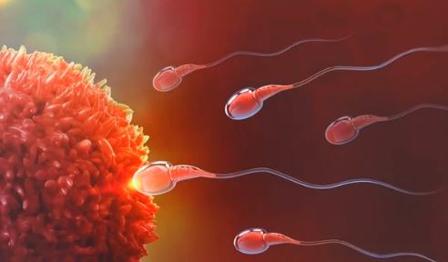 Male Fertility: गलत लाइफस्टाइल से स्पर्म क्वालिटी में हो सकती है गिरावट, जल्दी सुधारें, वरना नहीं बन पायेंगे पिता