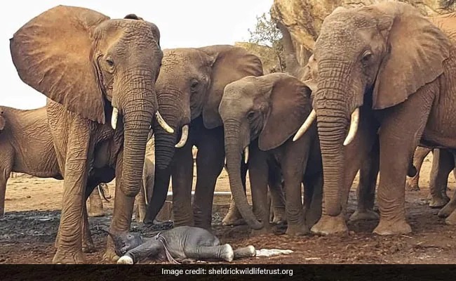 नई कोशिश : अब गांव वालों को हाथियों से सरकारी मोशन सेंसर अलार्म करेगा सचेत, जानिए कैसे