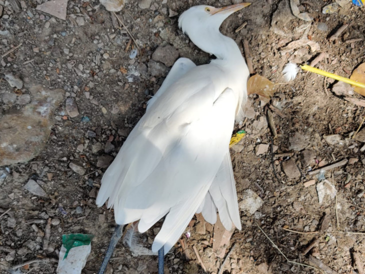 बिहार में काफी संख्या में बगुलों की मौत, क्या हीटवेव और भीषण गर्मी है वजह? 