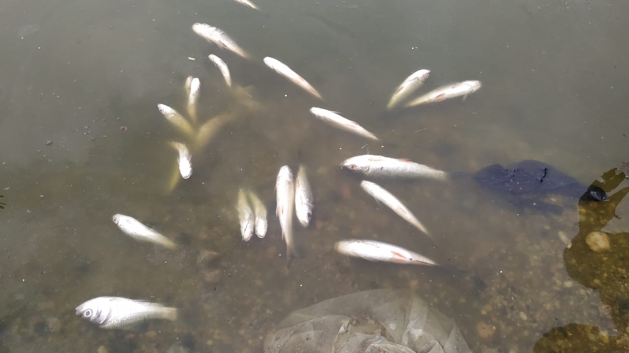 बोकारो: तालाब में अचानक से मर गई मछलियां, किसानों का हाल बेहाल