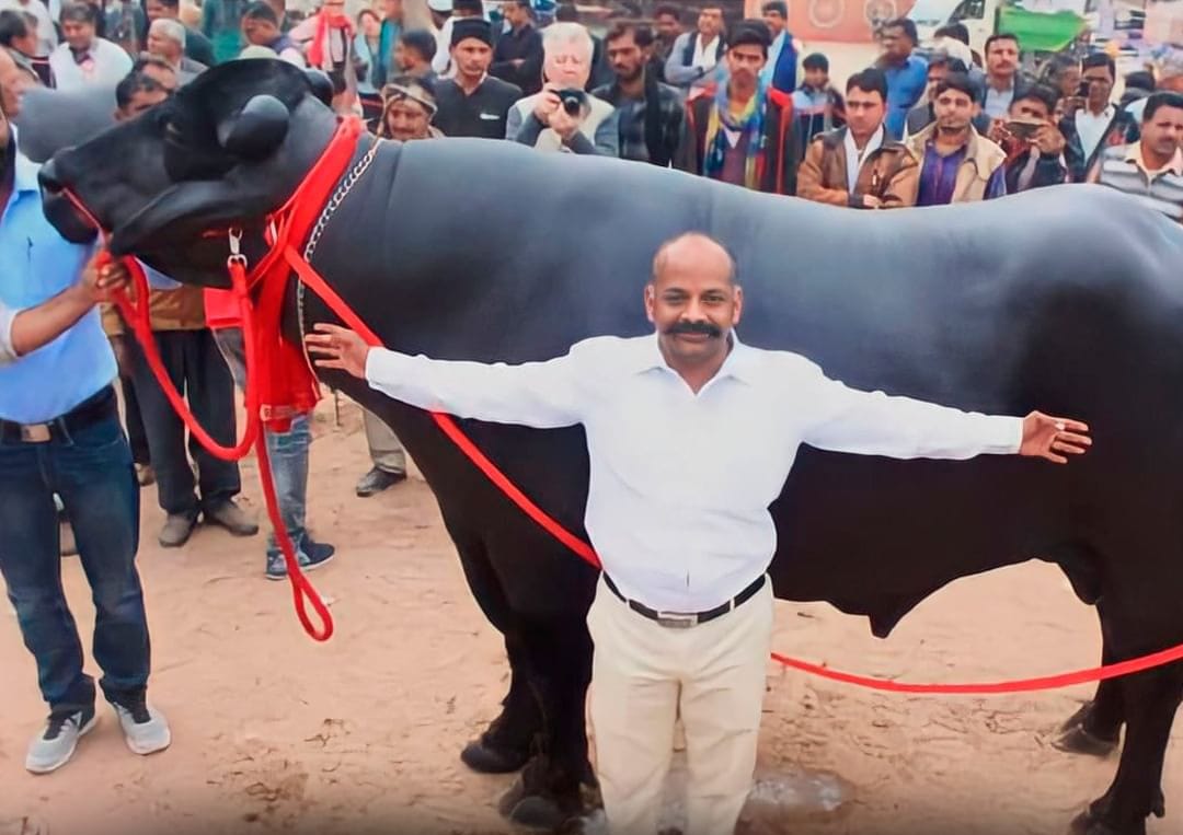 24 करोड़ है इस भैंस की कीमत, सलमान खान से लेकर विदेशी एजेंसियों ने इसपर लगाई बोली, जानिए क्या है खास