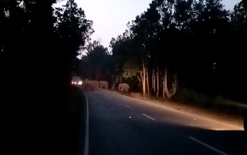 यहां घुमता हुआ मिला जंगली हाथियों का झुंड,  डर से मशाल जलाकर घूम रहे हैं ग्रामीण