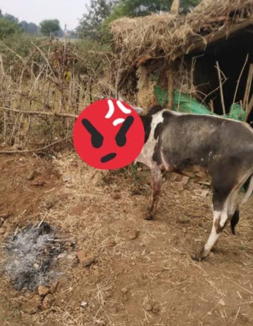 गढ़वा में दर्दनाक घटना: बम से गाय का जबड़ा उड़ा, जानिए कैसे हुआ हादसा