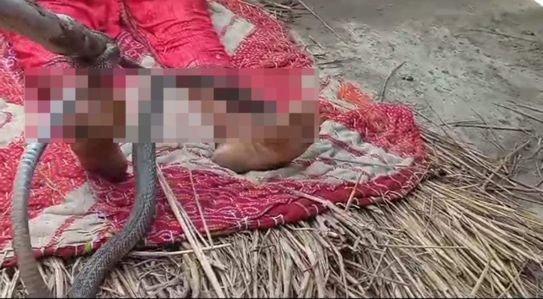 जानी दुश्मन बनकर नाग ने लिया बदला, महिला को डंसने के बाद भी बैठा रहा शरीर पर, फिर लोगों ने किया ये....   