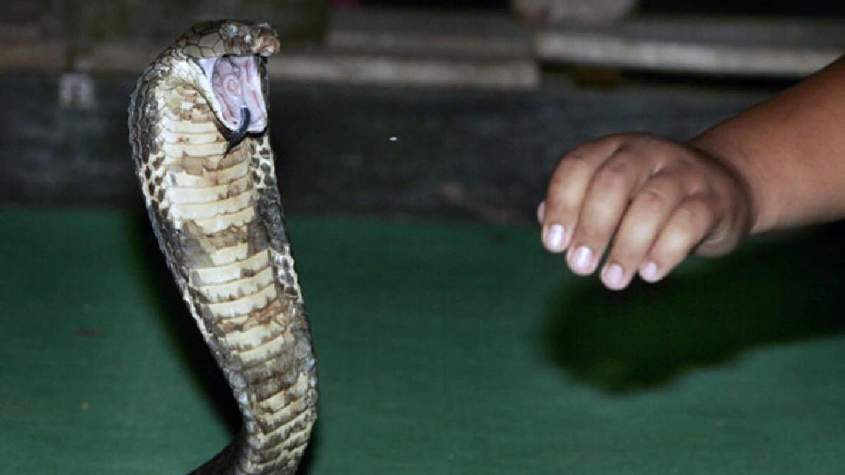 मैना के चूजे को पकड़ने के लिए बच्चे ने पेड़ के खोखले हिस्से में डाला हाथ, देखिए कैसे जहरीले कोबरा ने बनाया शिकार