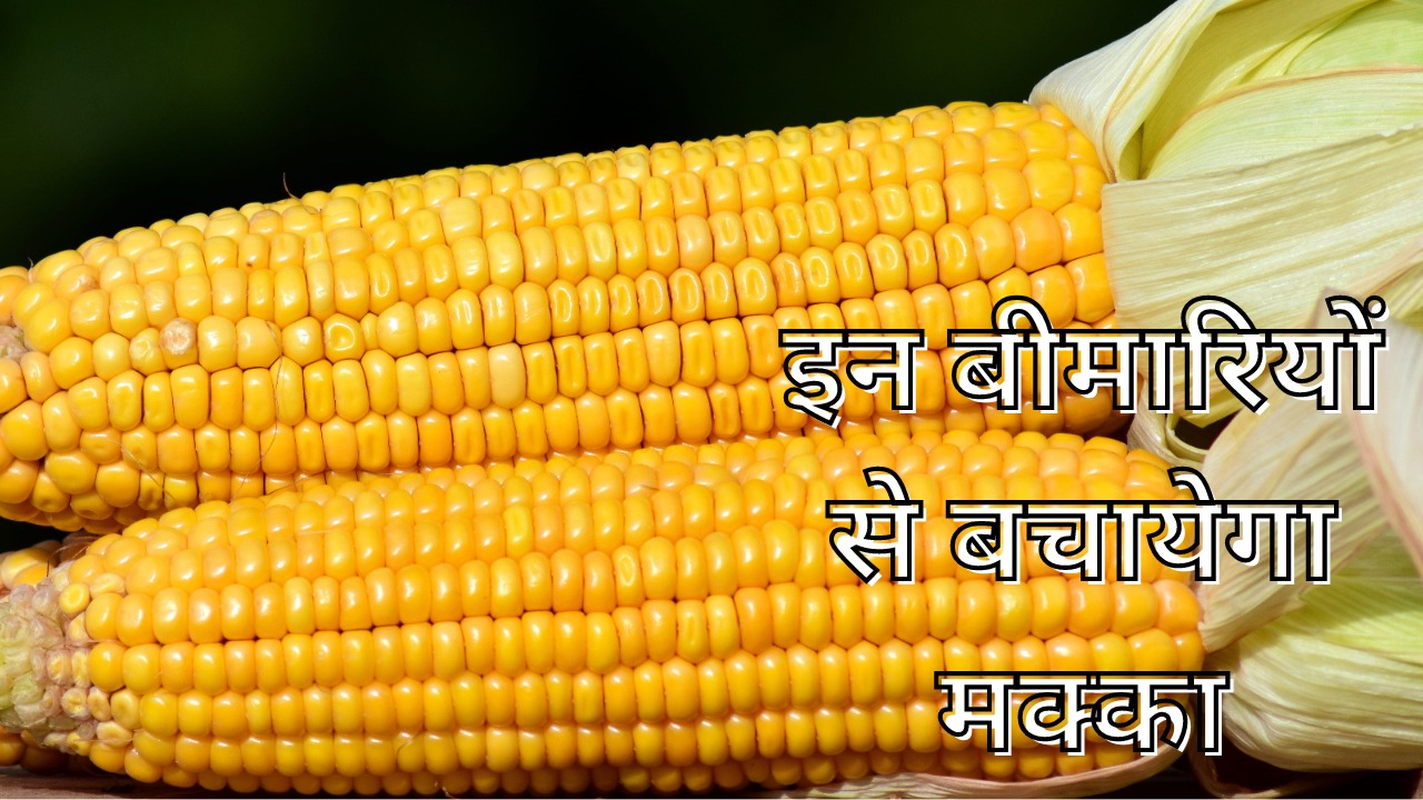 Benefits of Corn:मॉनसून में लिजिए मक्का का मजा, स्वाद के साथ इन बीमारियों से रखता है सुरक्षित 