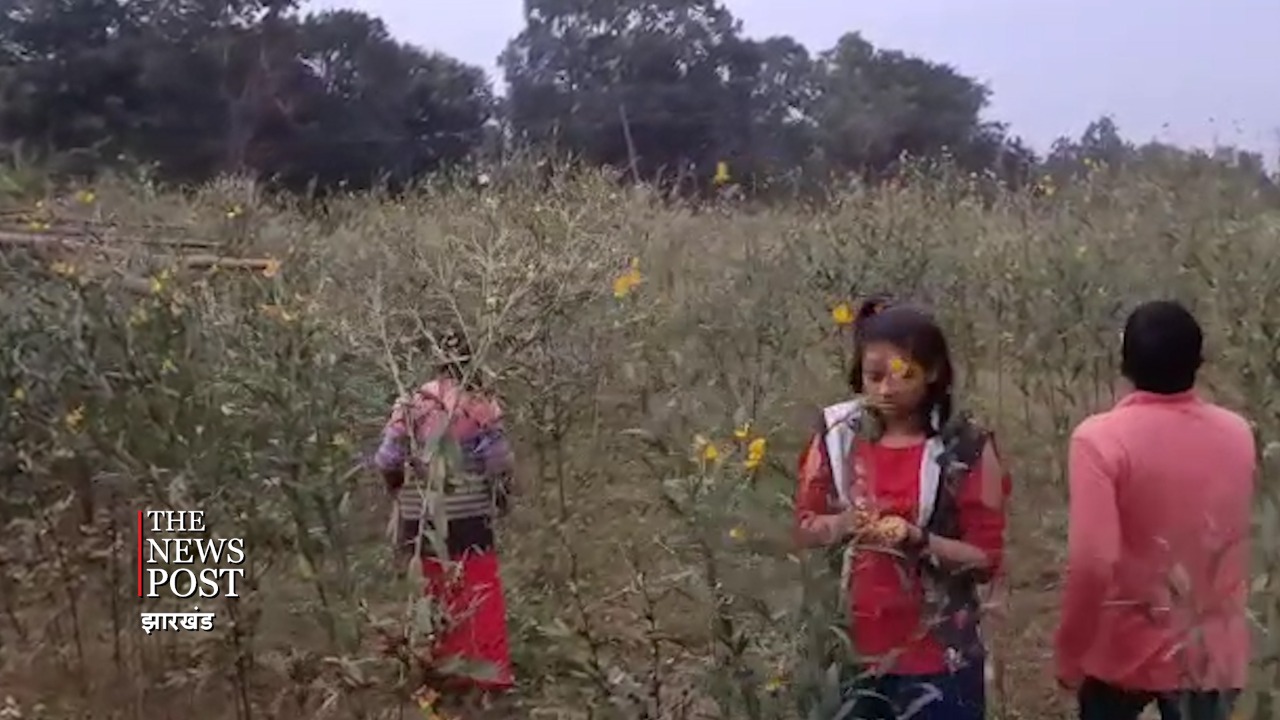 मधूमेह और कैंसर जैसी गंभीर बीमारियों से बचना है तो खाएं इस फूल की सब्जी