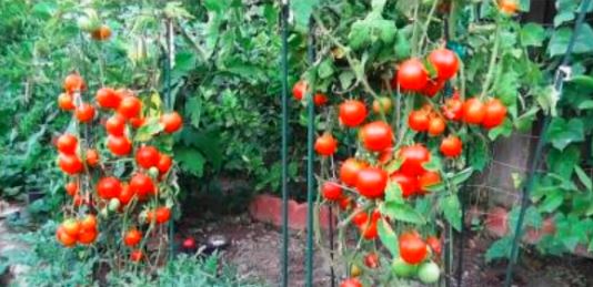 अब सस्ता हो जाएगा टमाटर ,केन्द्र सरकार 80 रूपए किलो बेचेगी, दिल्ली-एनसीआर समेत अन्य शहरों में बिकेगा