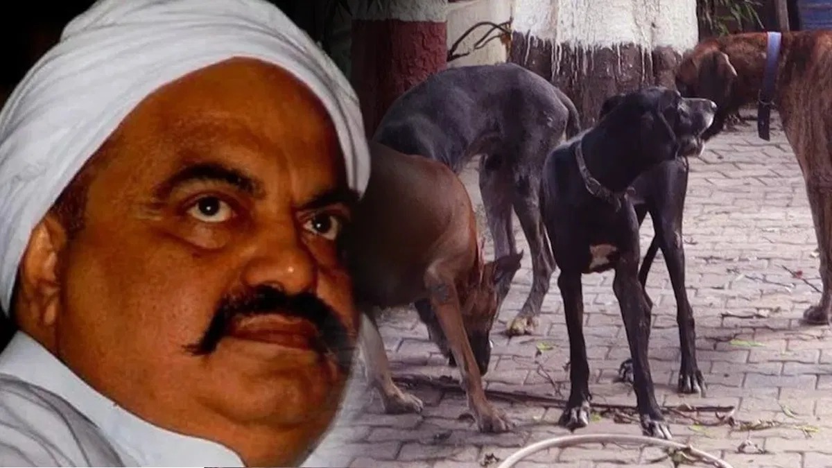 कभी UP MAFIA अतीक से पहले लोग उनके कुत्तों से मिलाते थे हाथ, अब कुत्ते ही शरणार्थी बन गए   