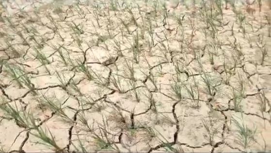 कम बारिश से किसान तबाह, खेतों में पड़ी मोटी-मोटी दरारें, जानें क्यों किसान पहुंच रहे मस्जिद 