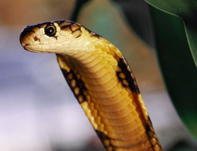 दुनिया के उन पांच जहरीले सांपों को जान लीजिए, जिसके कटने से इंसान उठता नहीं, उठ जाता है !