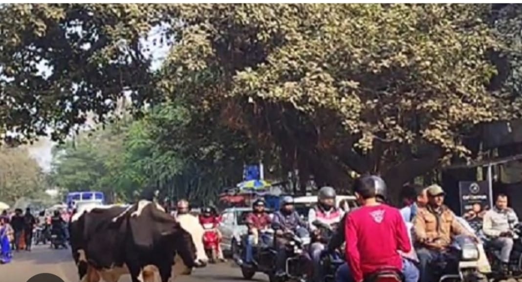 यह है धन से आबाद धनबाद: कांजी हाउस में ताला और सड़क पर STRAY ANIMALS बन गए हैं "साइलेंट किलर" 