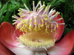 एक ऐसा फूल, जिस पर खुद विरामान हैं भोले नाथ