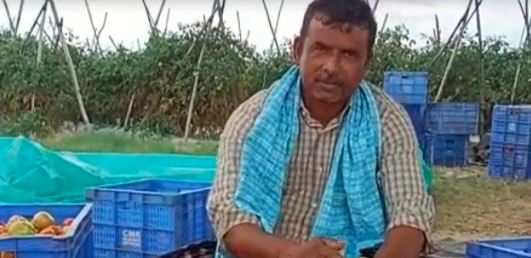 आंध्रप्रदेश का ये किसान टमाटर बेचकर हो गया लाल, बन गया करोड़पति