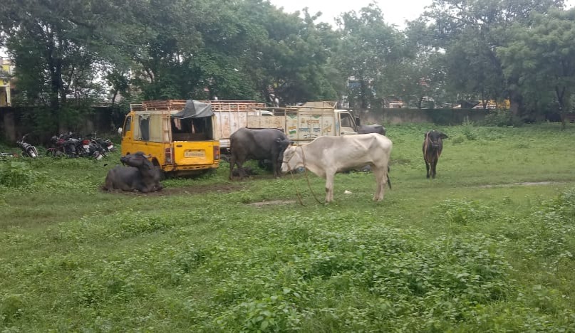 68 गोवंश को गिरिडीह पुलिस ने किया जब्त, दर्जन भर से अधिक तस्कर गिरफ्तार