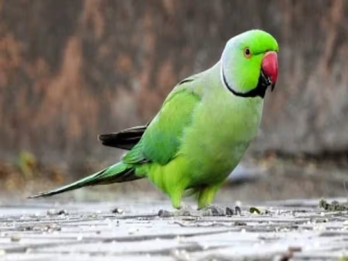 देखिये!! बिहार के जमुई के इस तोते को ,हिंदुस्तान जिंदाबाद का नारा सुन आप भी पड़ जाएंगे हैरत में 