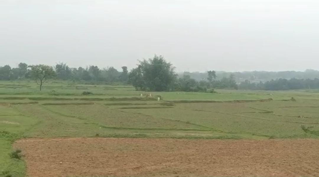 कम बारिश से मायूस है गुमला के किसान, धान की खेती करना हुआ मुश्किल