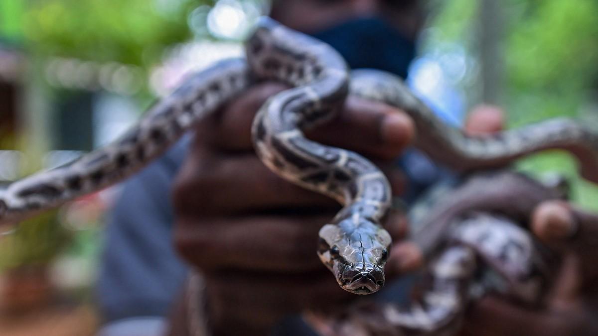 इस राज्य में सांप काटने से मौत पर मिलेंगे 4 लाख रुपये, 48 घटे के अंदर अकाउंट में होंगे पैसे 