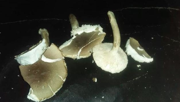 जहरीली खुखड़ी खाने से जान पर बन आई आफत, छह बच्चे समेत 14 लोग हुए बीमार, जानिए पूरा  मामला