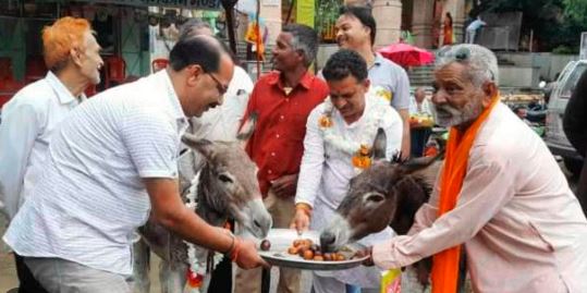 गजब है भाई ! गधे को खिलाया जा रहा गुलाब जामुन, आखिर क्या है इसकी वजह