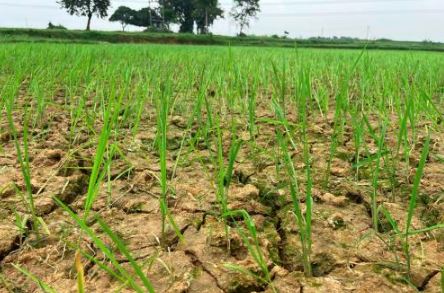 मॉनसून की दगाबाजी और सूखाड़ के हालात, झारखंड को 100 करोड़ की सहायता राशि देगा केन्द्र