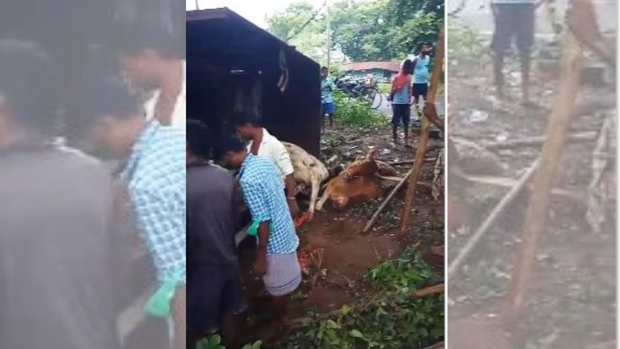 दुमका-पश्चिम बंगाल की सीमा पर जारी है पशु तस्करों का कारोबार, पुलिस पेट्रोलिंग को देख पलटा ट्रक, तीन दुधारू पशुओं की मौत