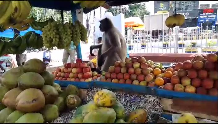 यह अंगूर मीठे हैं, और देखते ही देखते बंदर ने चट कर दिया 2 किलो से ज्यादा अंगूर