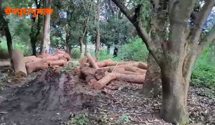 गुमला में लाखों के मूल्य का सखुआ जब्त, तस्कर फरार 