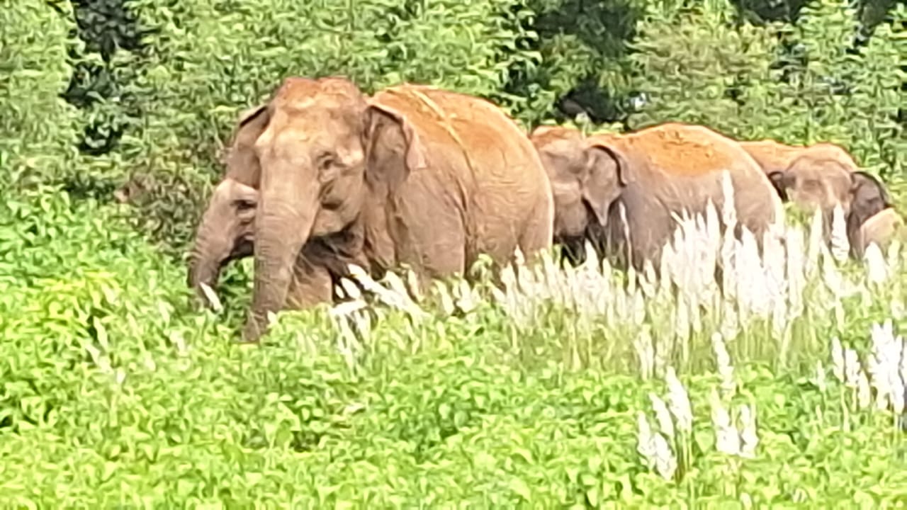 डुमरी में हाथियों का उत्पात, घर समेत फसलों को किया क्षतिग्रस्त, ग्रामीणों में खौफ