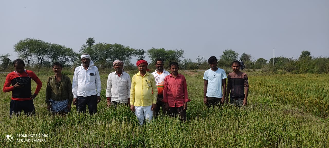 पलामू में लहलहा रही तुलसी की खेती, किसानों को हो रहा बंपर लाभ