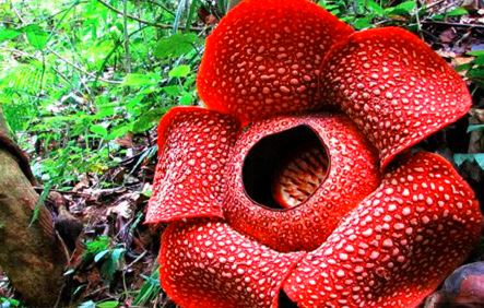 दुनिया के सबसे बड़े और रहस्यमयी फूल को जानिए, जिसके आकार को देकर हर कोई चौक जाता है, जानिए क्या है नाम