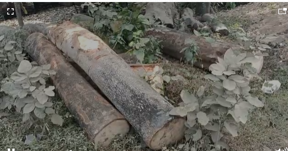 पाकुड़ में वनविभाग की छापेमारी, दस हजार रुपए की अवैध लकड़ी जब्त