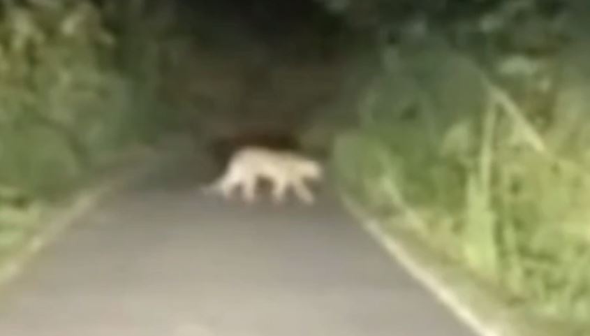 जंगल छोड़ अब रिहायशी इलाकों में पहुंचा तेंदुआ, लोगों में दहशत