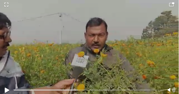 खौफ के साए में जहां होती थी अफीम की खेती, आज खिल रहे गेंदा के फूल