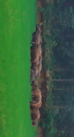 बोकारो में नहीं थम रहा गजराज का आतंक, अब गोमिया में घूम रहा जंगली हाथियों का झुंड, दहशत में जी रहे ग्रामीण