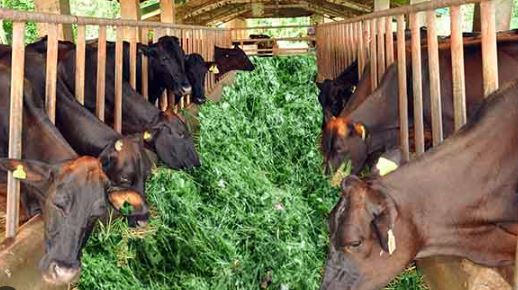 कभी हड़िया बेचकर जिंदगी की गाड़ी खींचती थी, आज डेयरी का कारोबार कर खुद लिख डाली अपनी किस्मत