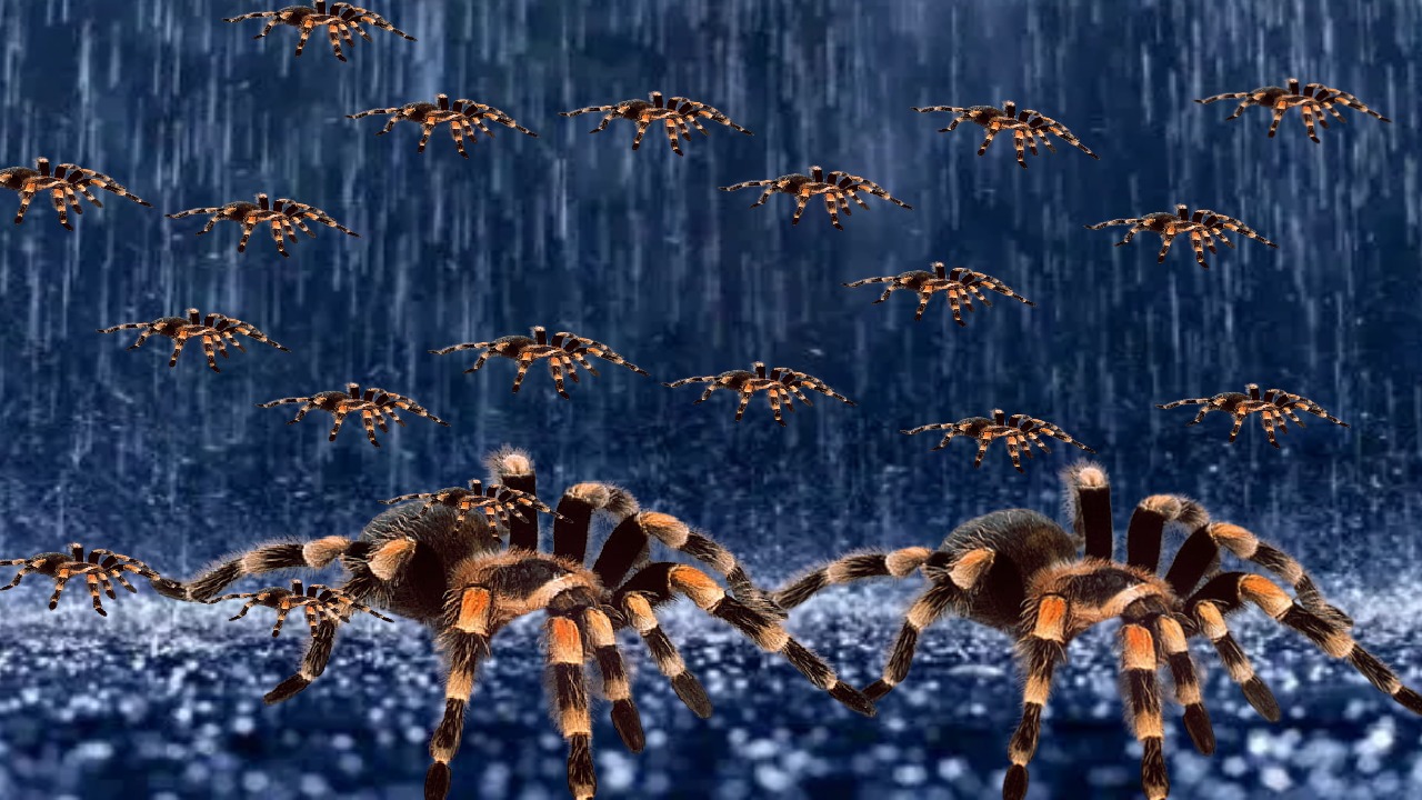 OMG इस जगह पर हुई मकड़ियों की बारिश! आसाम से गिरे सफेद जाले, लोगों में खौफ